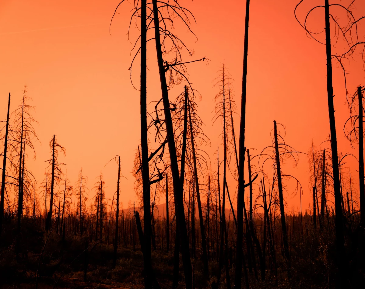 ​Innovación en la Gestión de Incendios: Proyecto enfocado en la Prevención y Recuperación Post-Incendios se adjudica concurso ANID