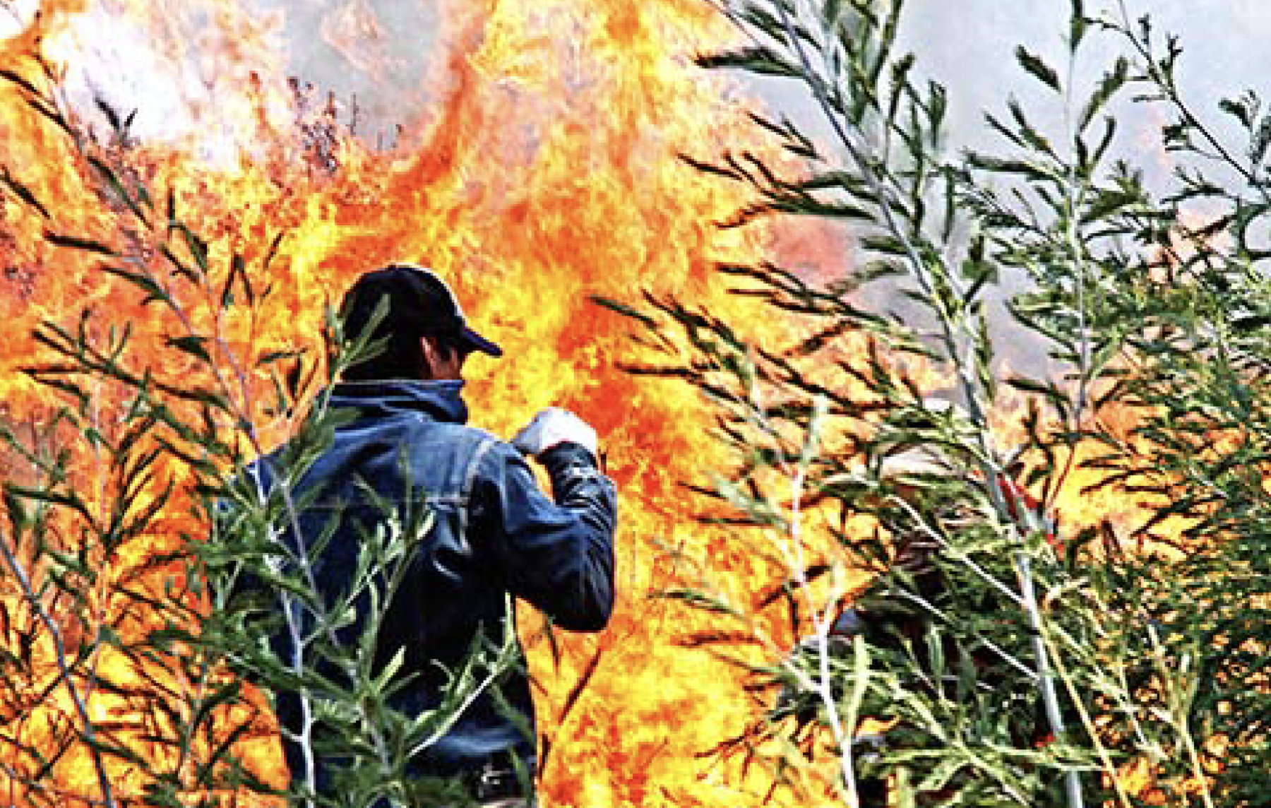 Menos que el año pasado pero más destructivos: Las causas tras la actual temporada de incendios