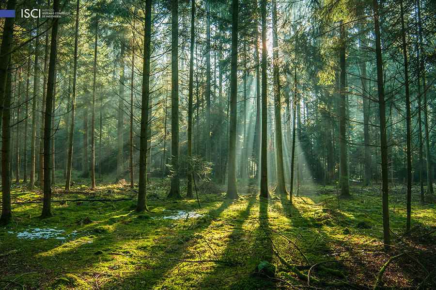 Sistema creado en Chile busca prevenir y reducir el impacto de futuros incendios forestales